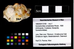 Foto (Objekt + Etikett) von Goniodromites complanatus (Reuss, 1858)  (NHMW-GEO-1990-0041-3169)